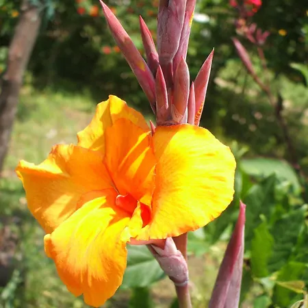 Nocleg ze śniadaniem Giovanna Giardini-Naxos